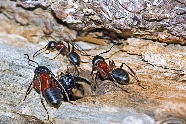 Invasion de fourmis charpentières : quels dangers pour un bien immobilier ?