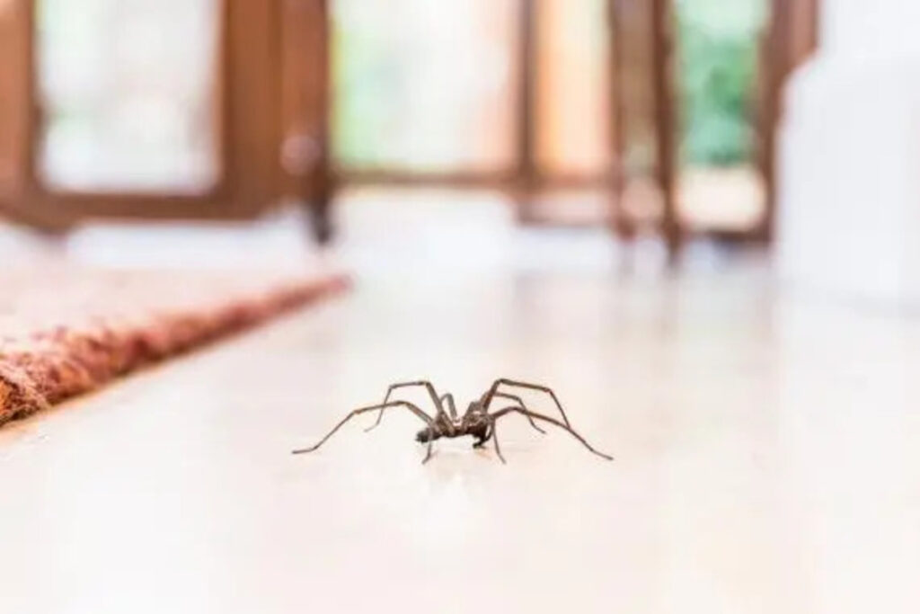 Quelques astuces rapides et efficaces pour éliminer les araignées dans une maison